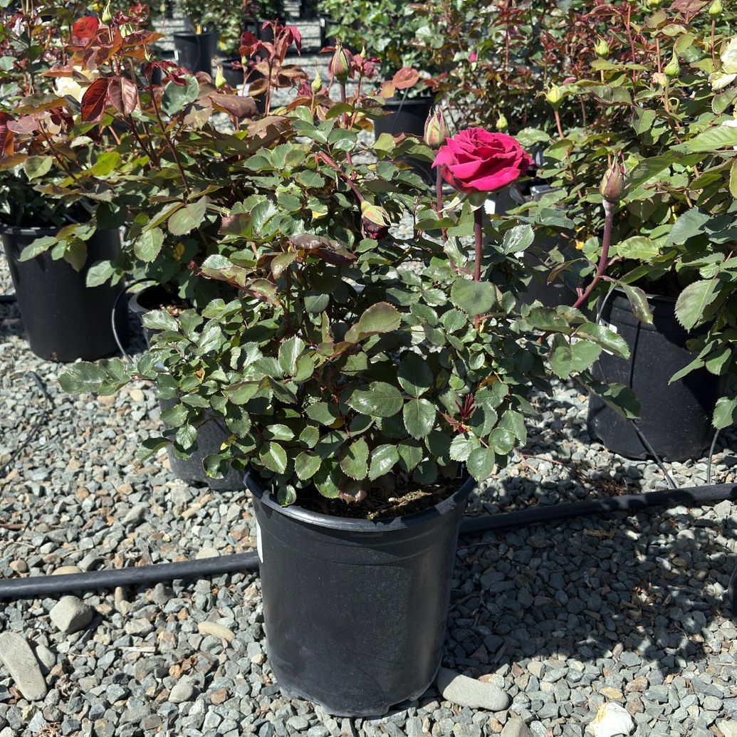 丰花月季-天使面容