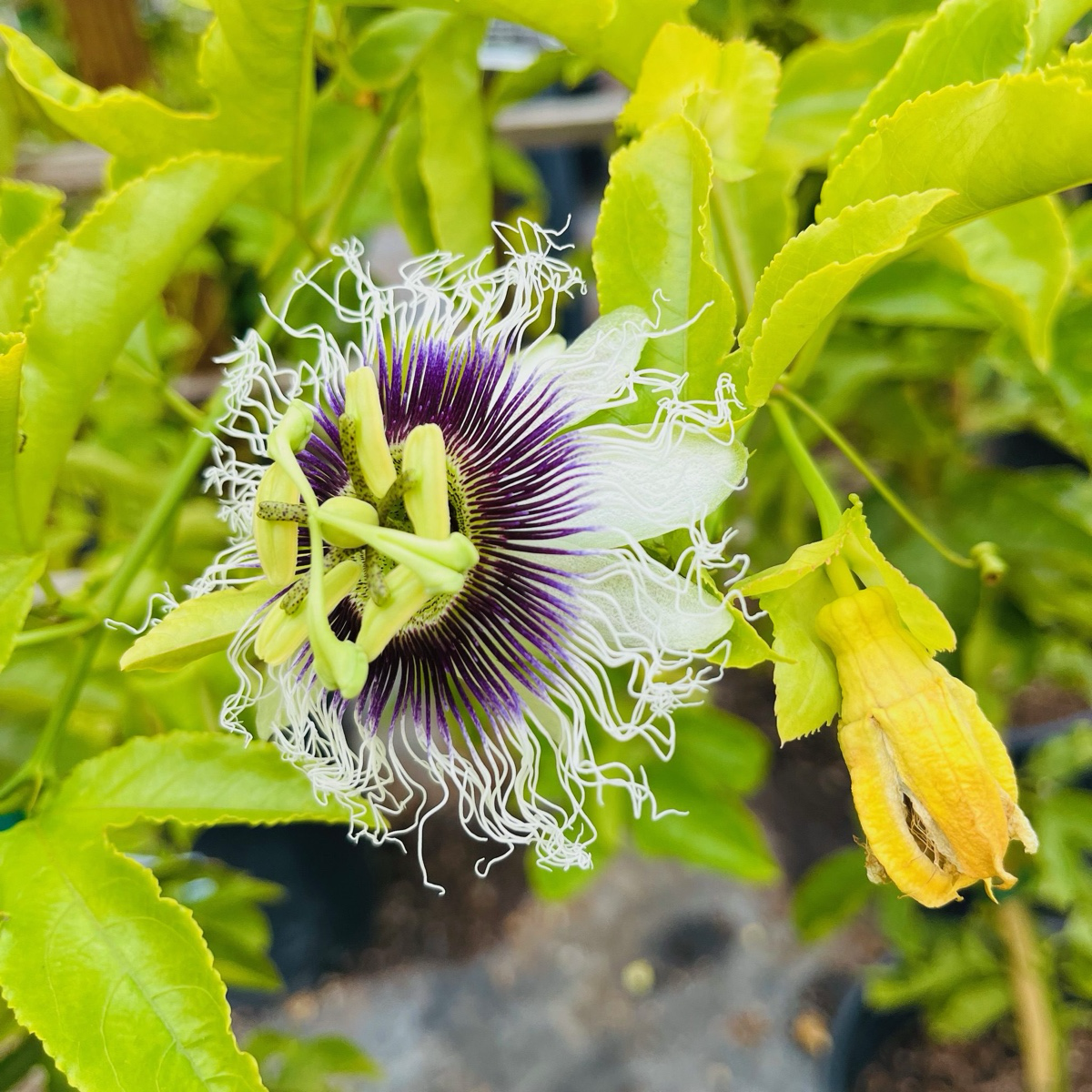 Passion fruit-Purple passion fruit