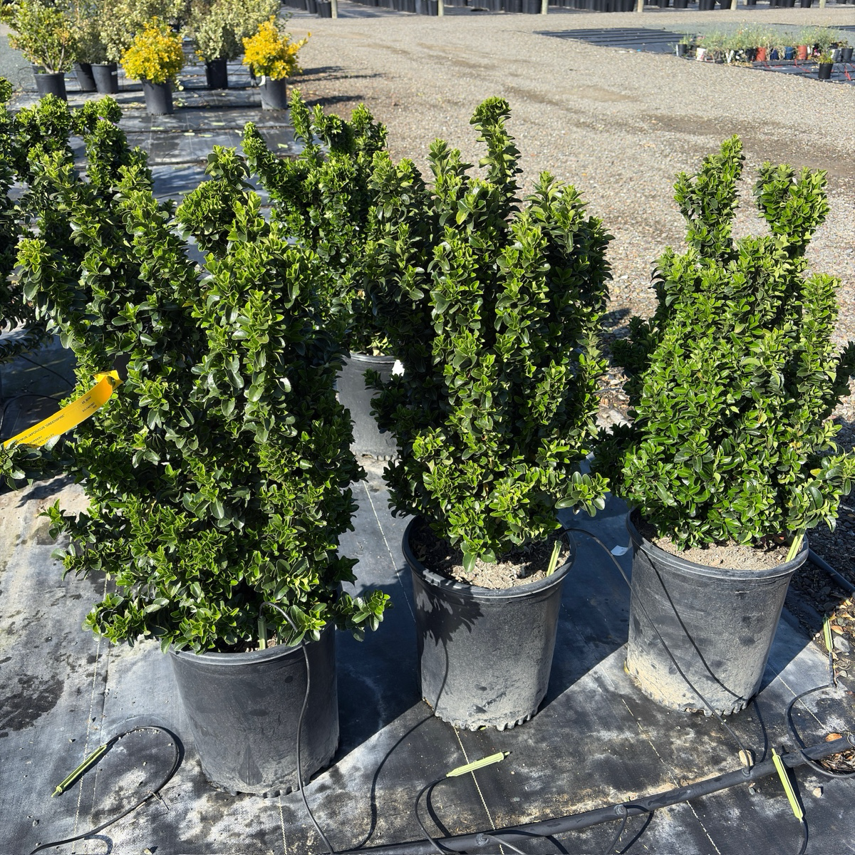 Green spire Euonymus