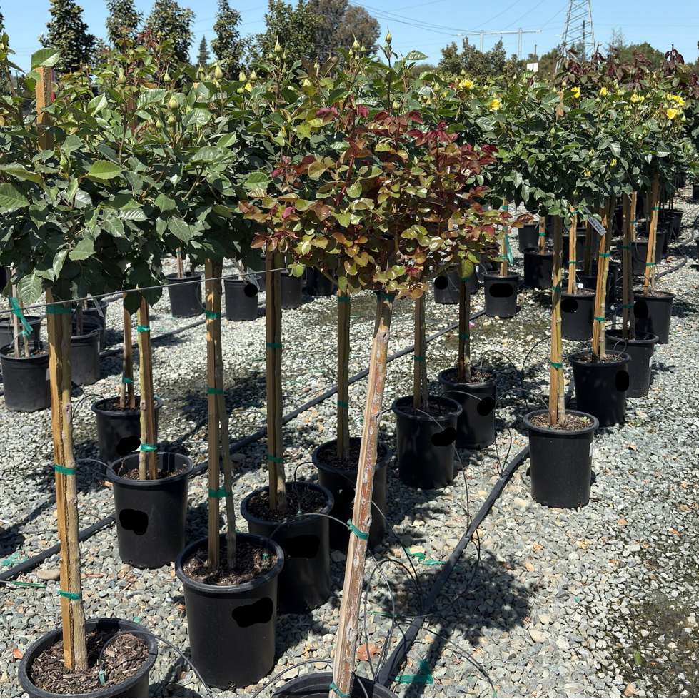 丰花月季-阳光精灵