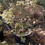 Crimson Queen Lace Japanese Maple