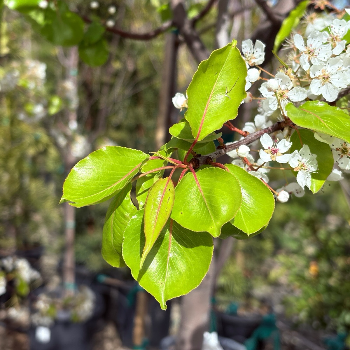 Evergreen Pear