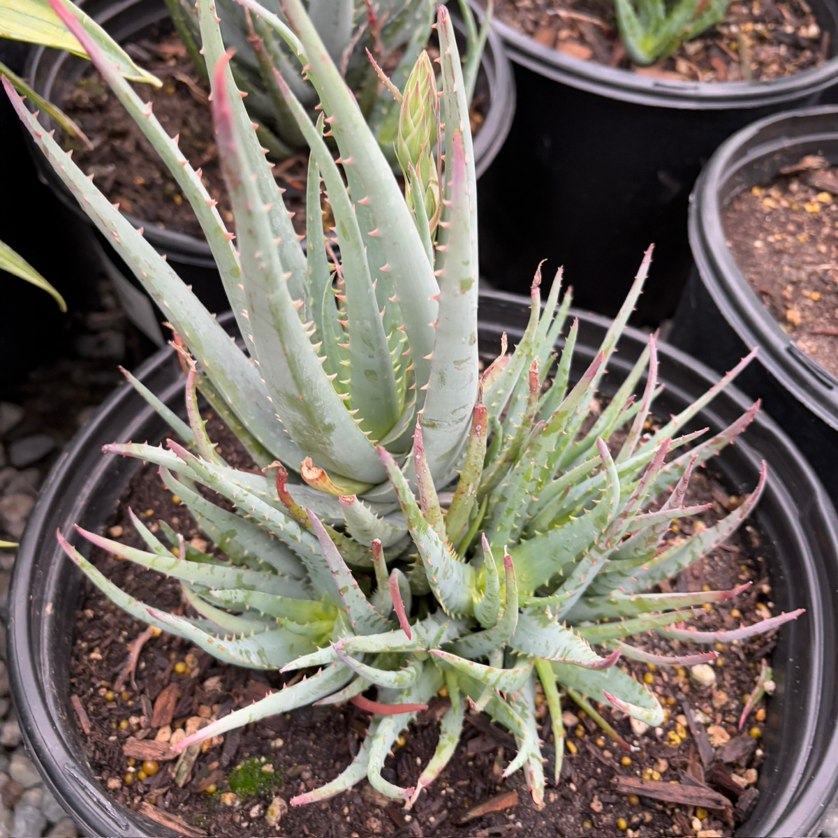 Blue Elf Aloe
