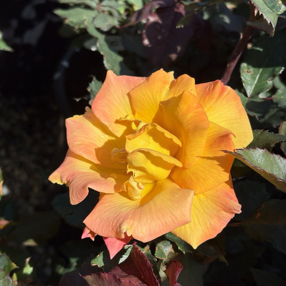 Rio Samba Rose