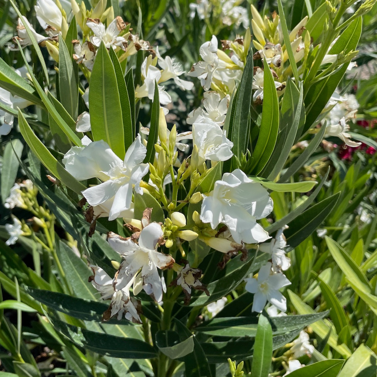 Sister Agnes Oleander