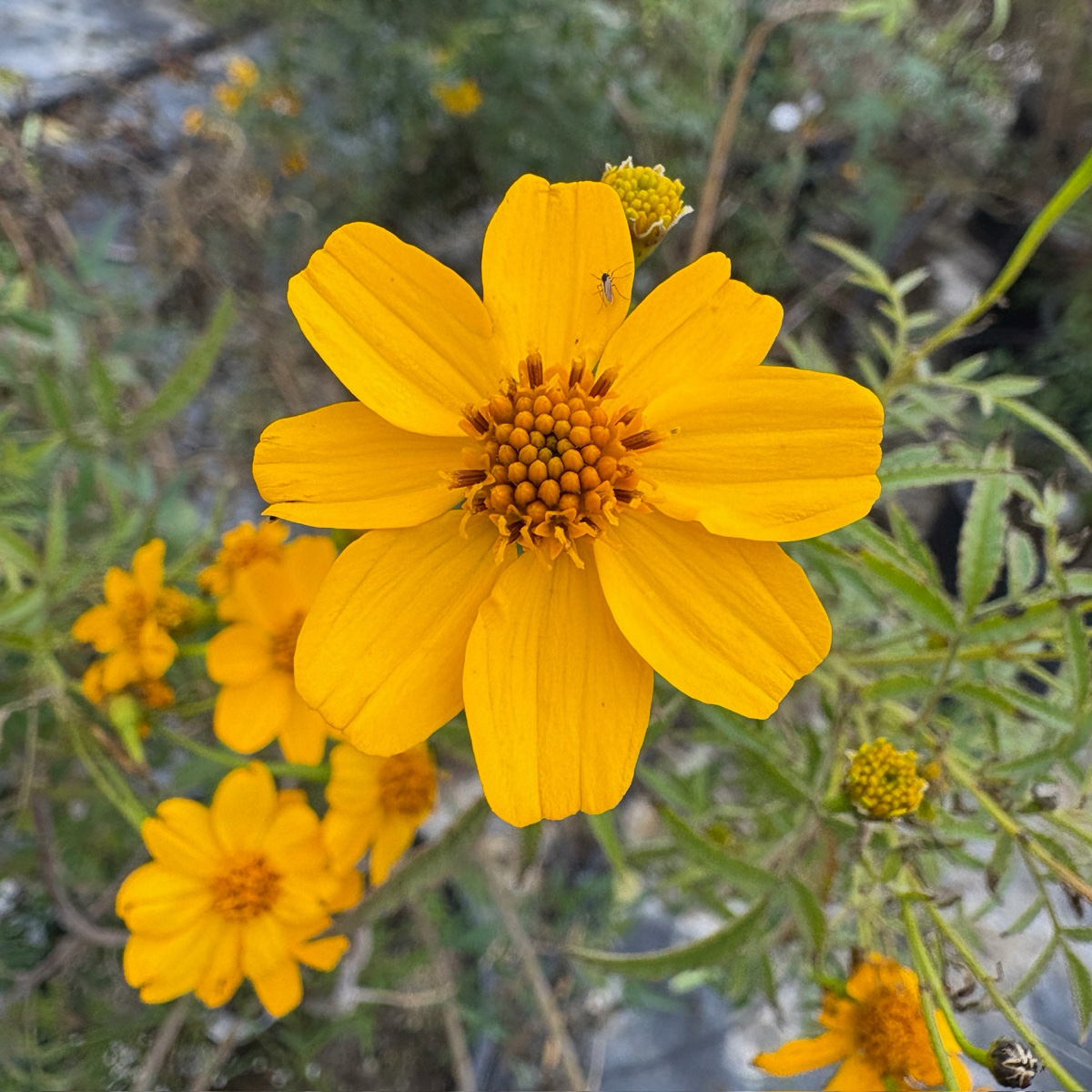 Mountan Marigold