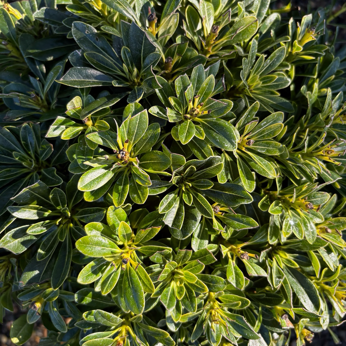 Wheeler's Dwarf Japanese Mock Orange