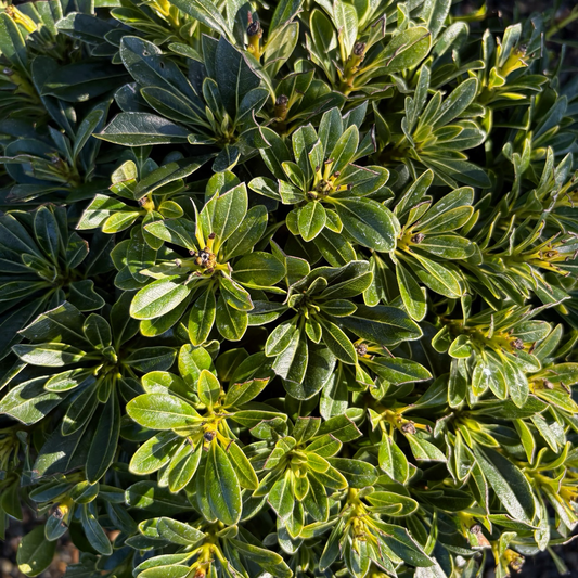 Pittosporum argentatum