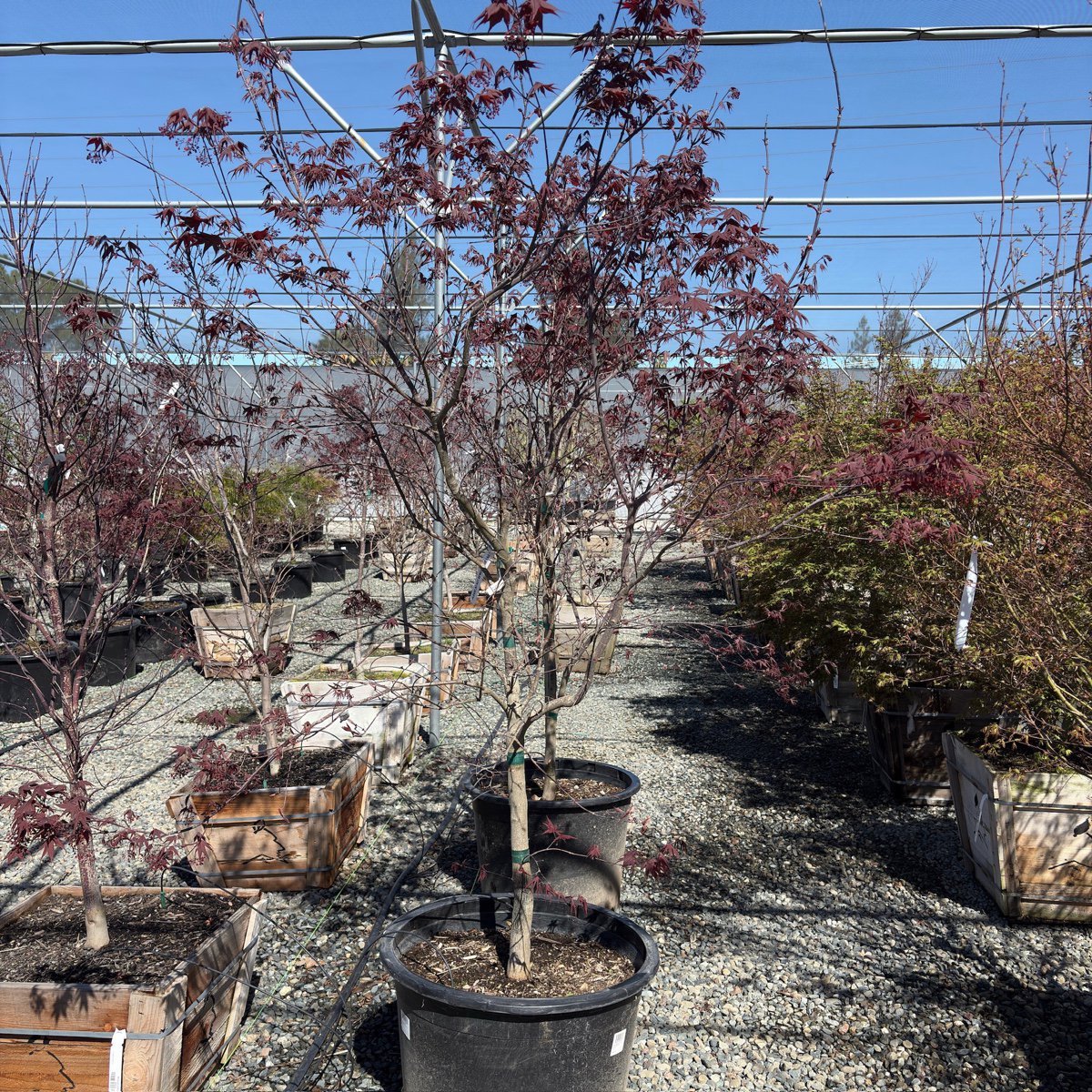 Emperor One Japanese Maple