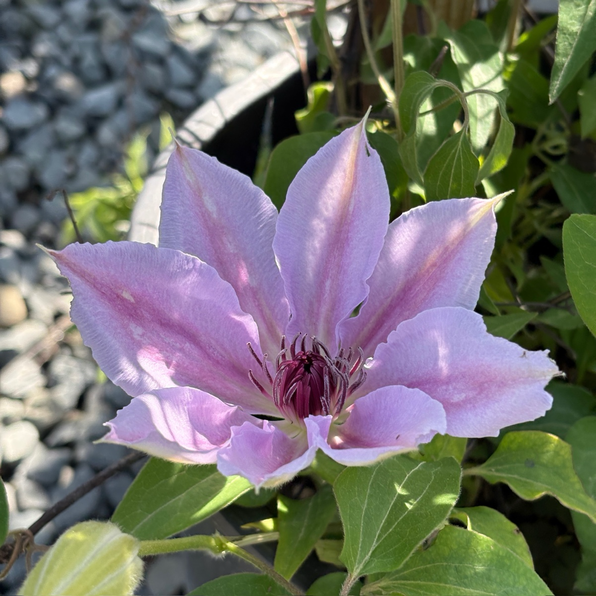 Nelly Moser Clematis