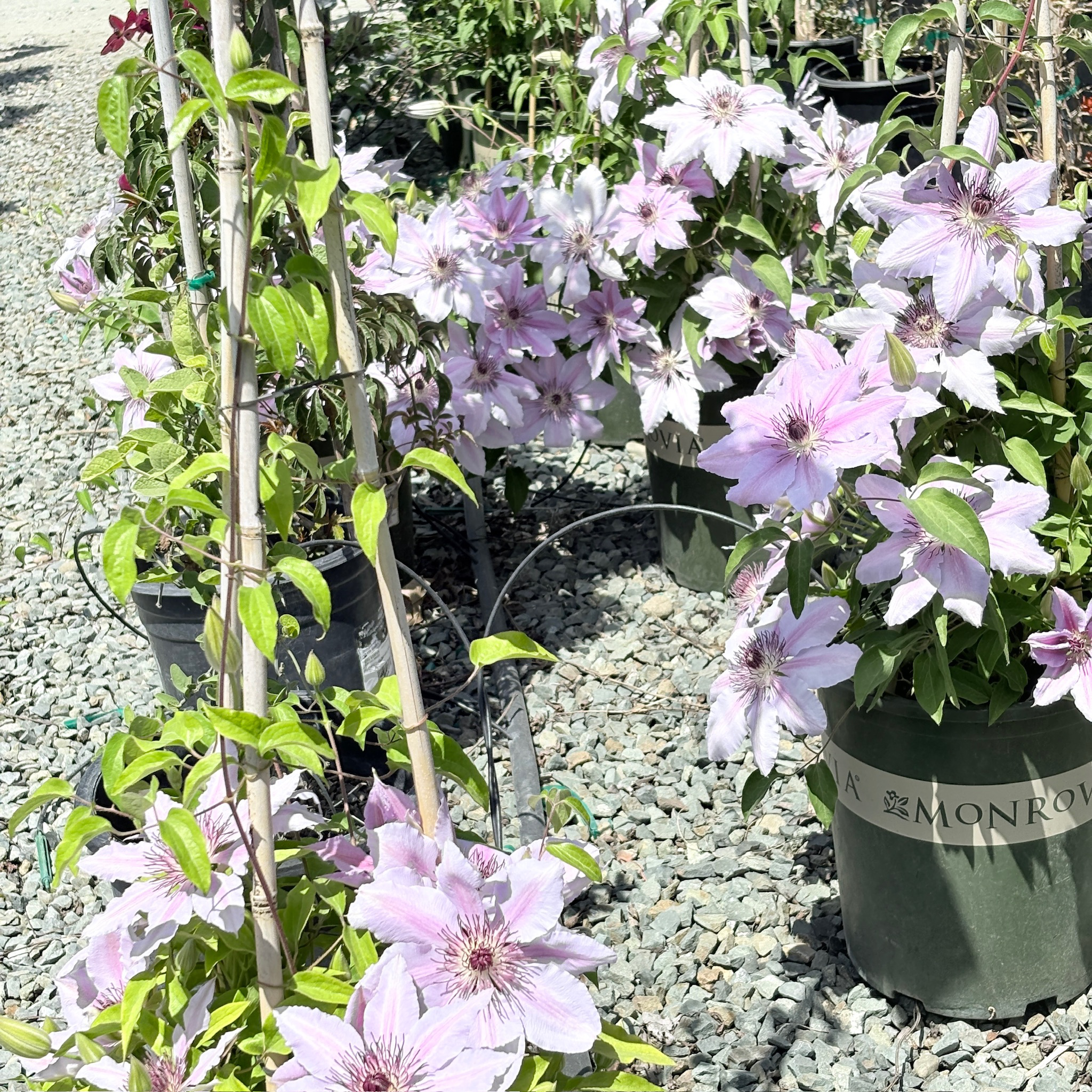 Nelly Moser Clematis