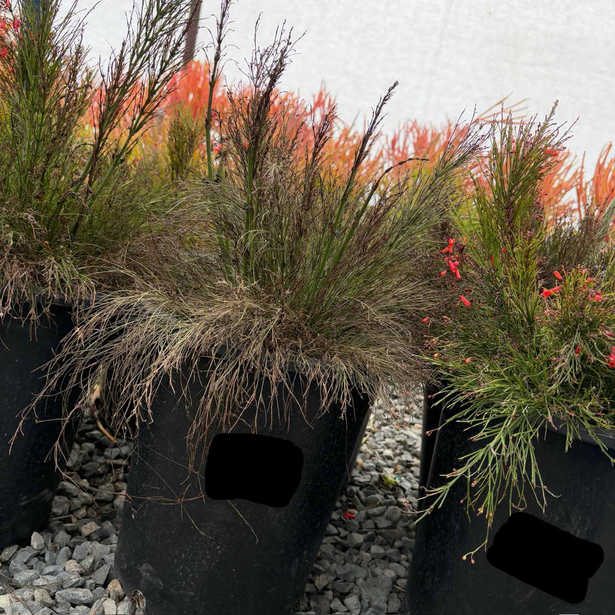 Firecracker Plant
