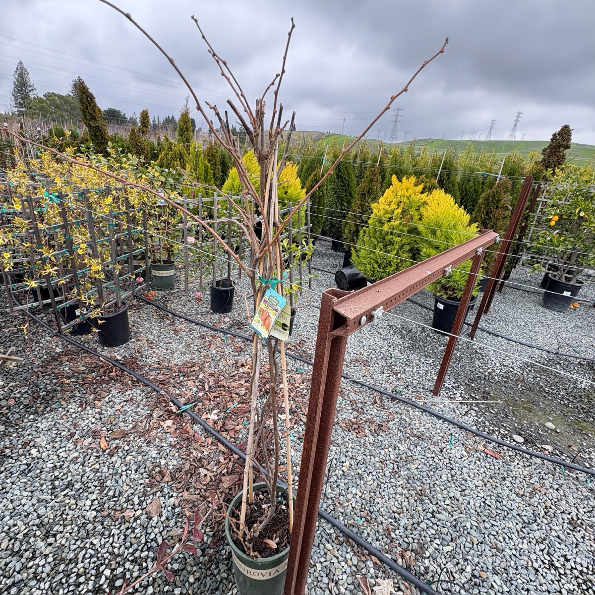 Kiwi tree