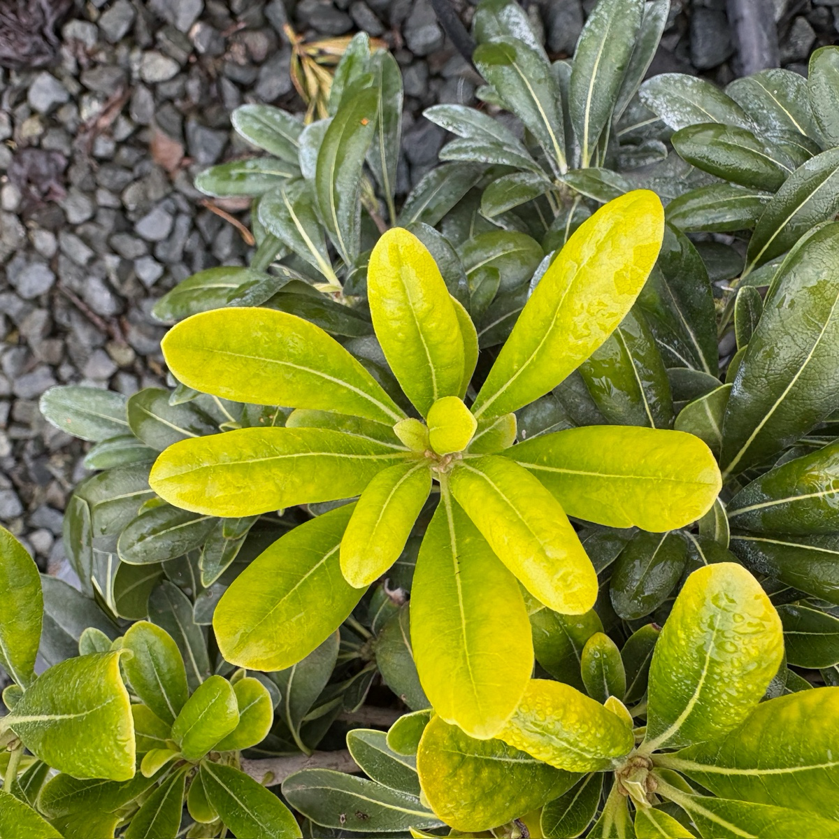 Pittosporum argentatum