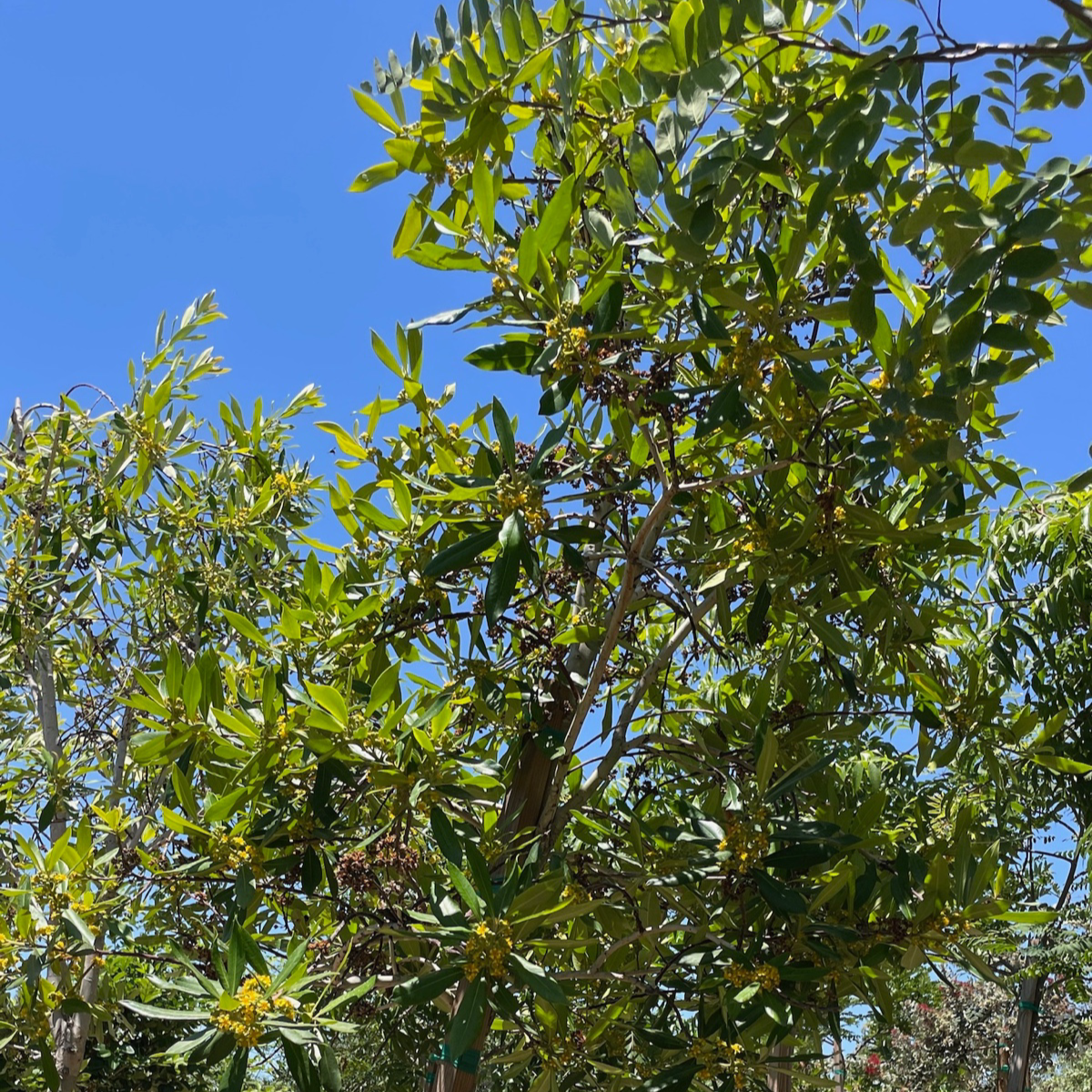 Water elm-Golden peach willow