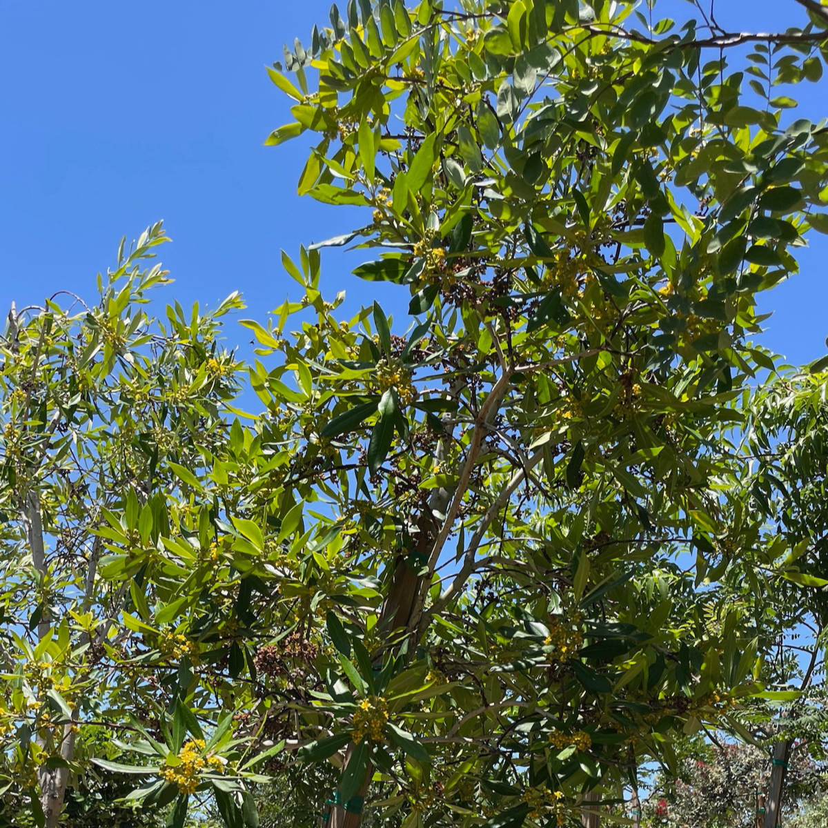 Elegant  Water Gum