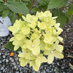 Limelight Panicle Hydrangea