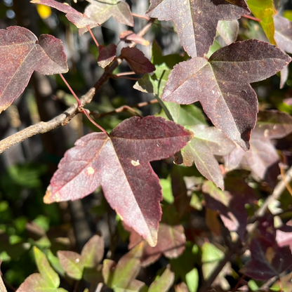 Maple - Acer truncatum