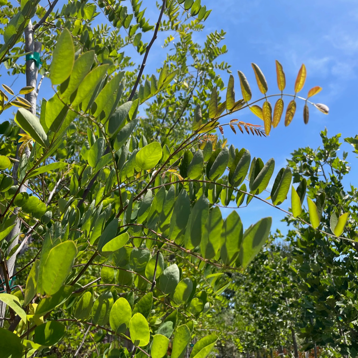 Sophora japonica-Robinia pseudoacacia