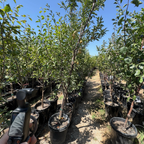 Emerald Drop Pluot