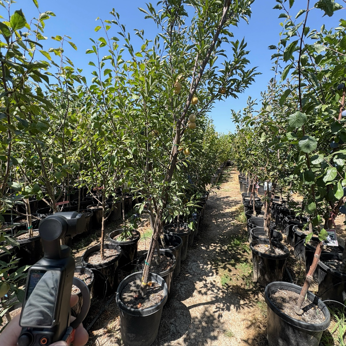 Emerald Drop Pluot