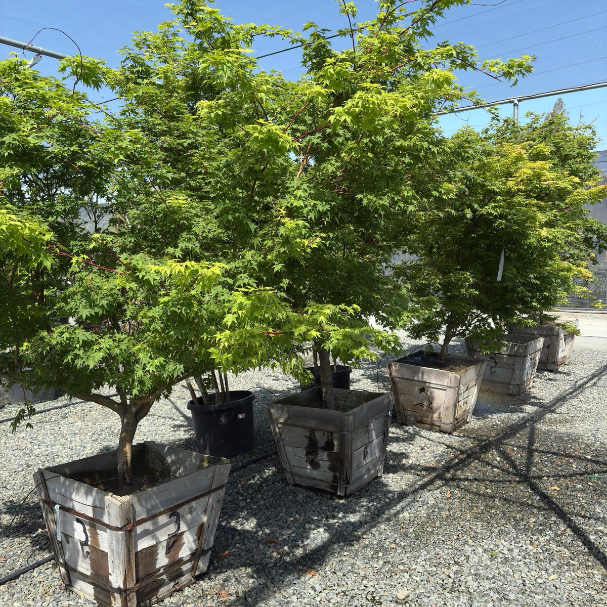 Coral Bark Maple