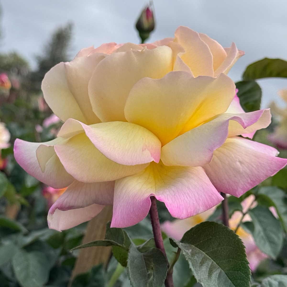 Peace Rose
