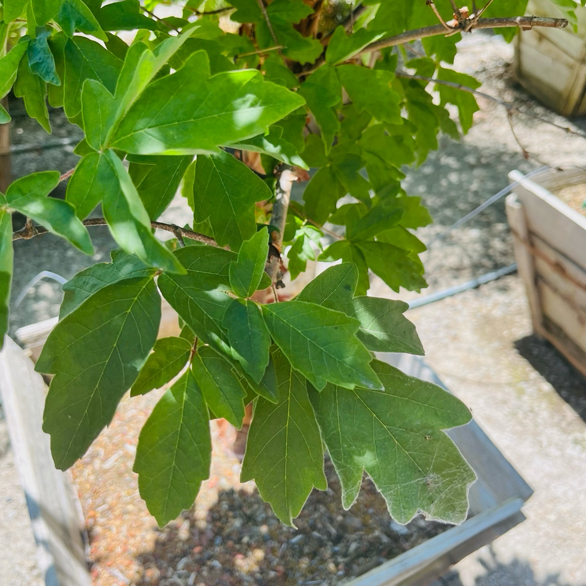 Paperbark Maple
