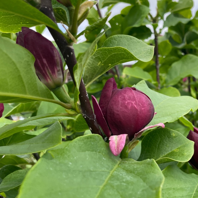 Genie Saucer Magnolia 