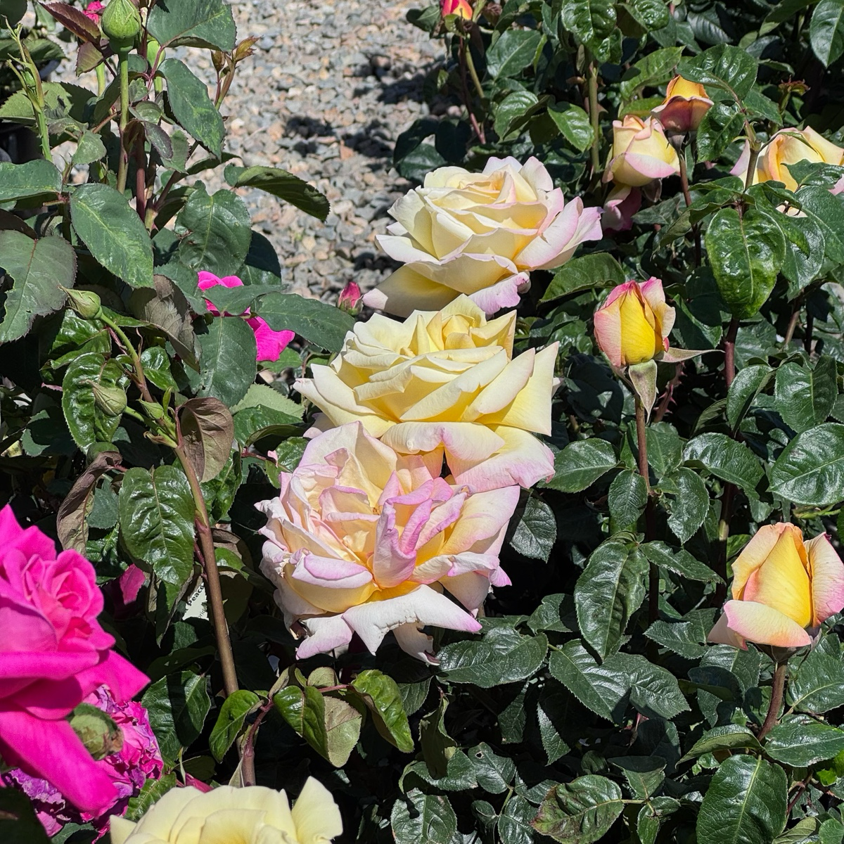 Peace Rose