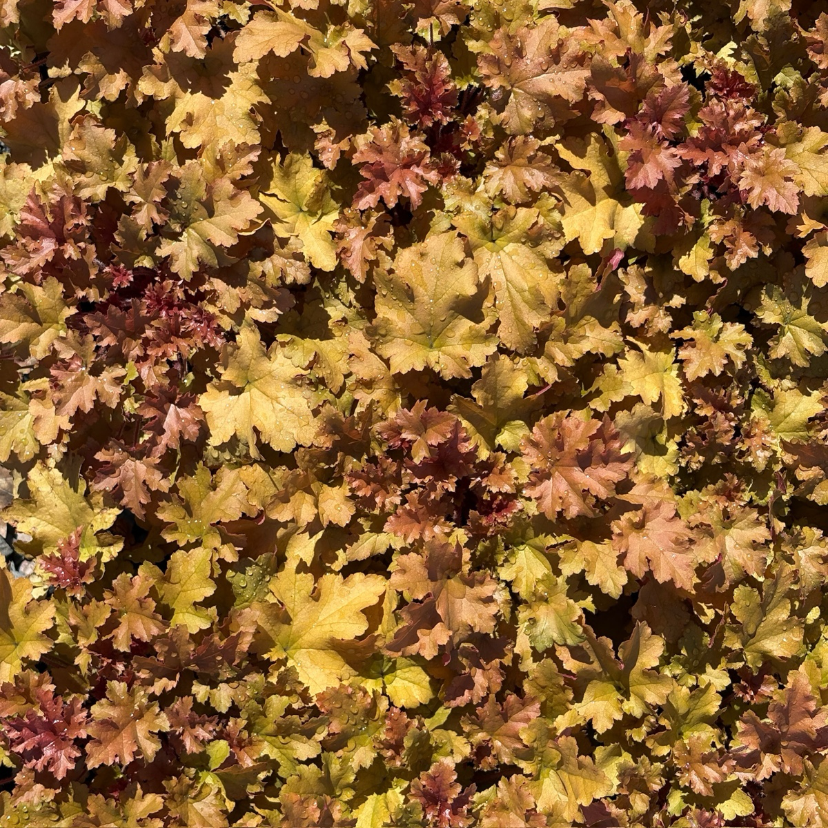 Marmalade Coral Bells