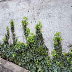 English Ivy