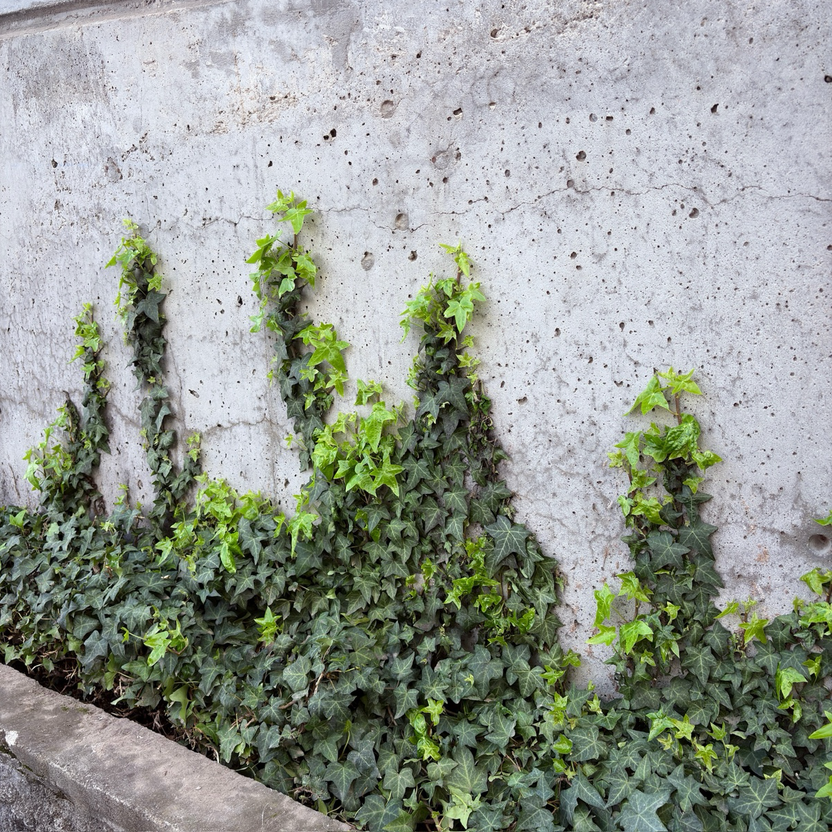 English Ivy