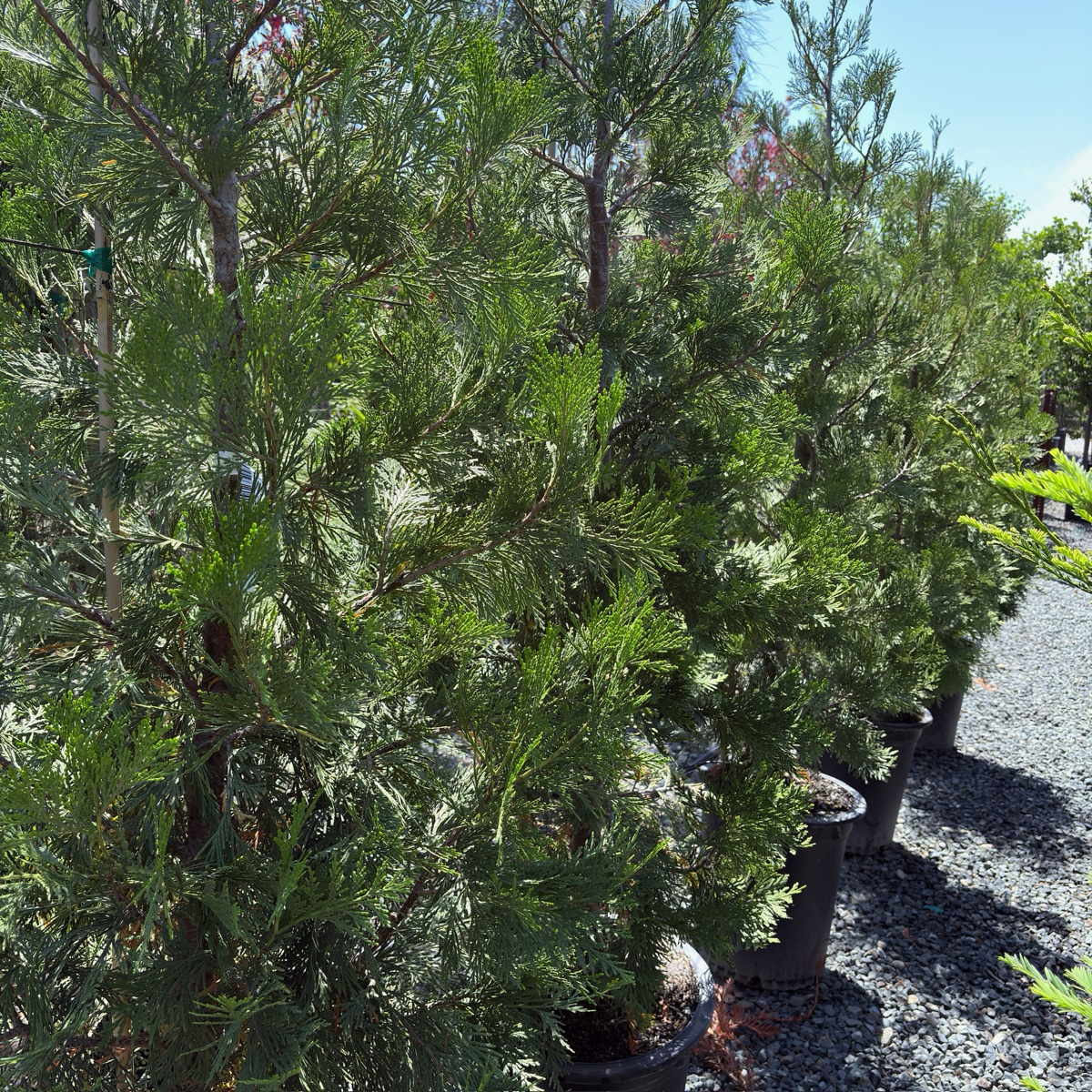 翠柏 Incense Cedar 