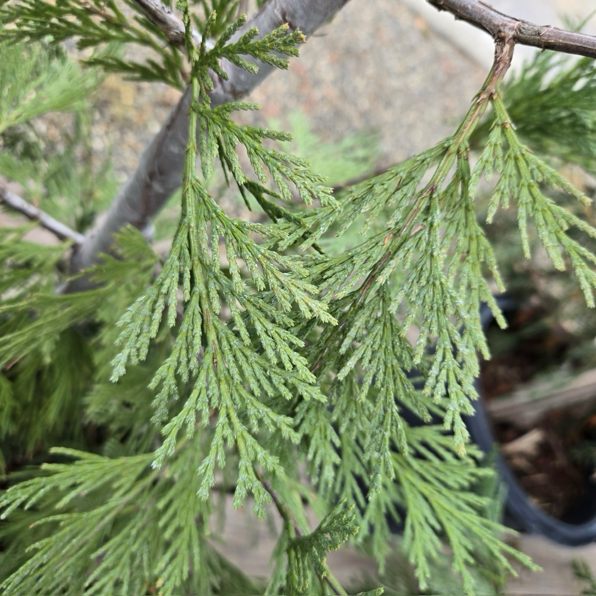翠柏 Incense Cedar 