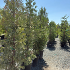 翠柏 Incense Cedar
