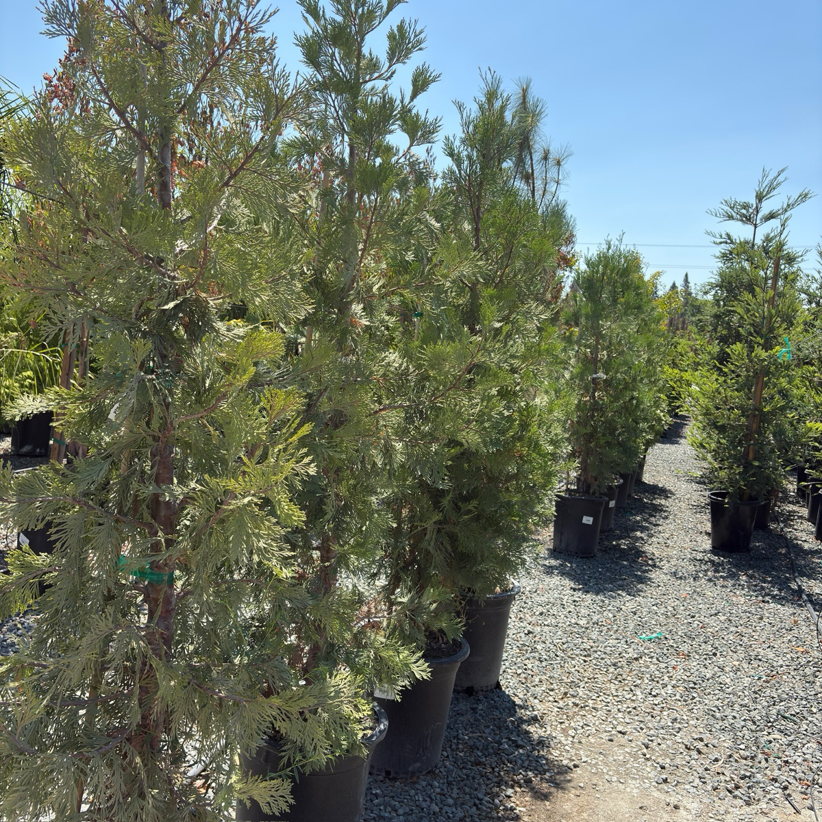 翠柏 Incense Cedar