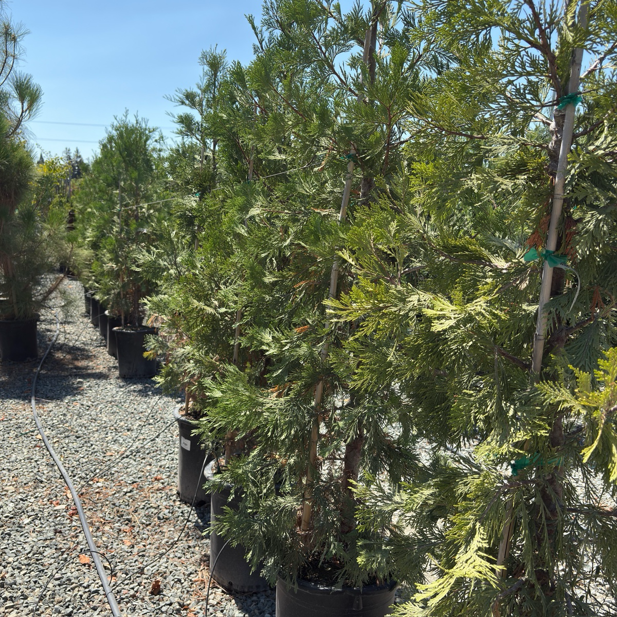 翠柏 Incense Cedar 