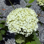 乔木绣球 Incrediball®  Smooth Hydrangea