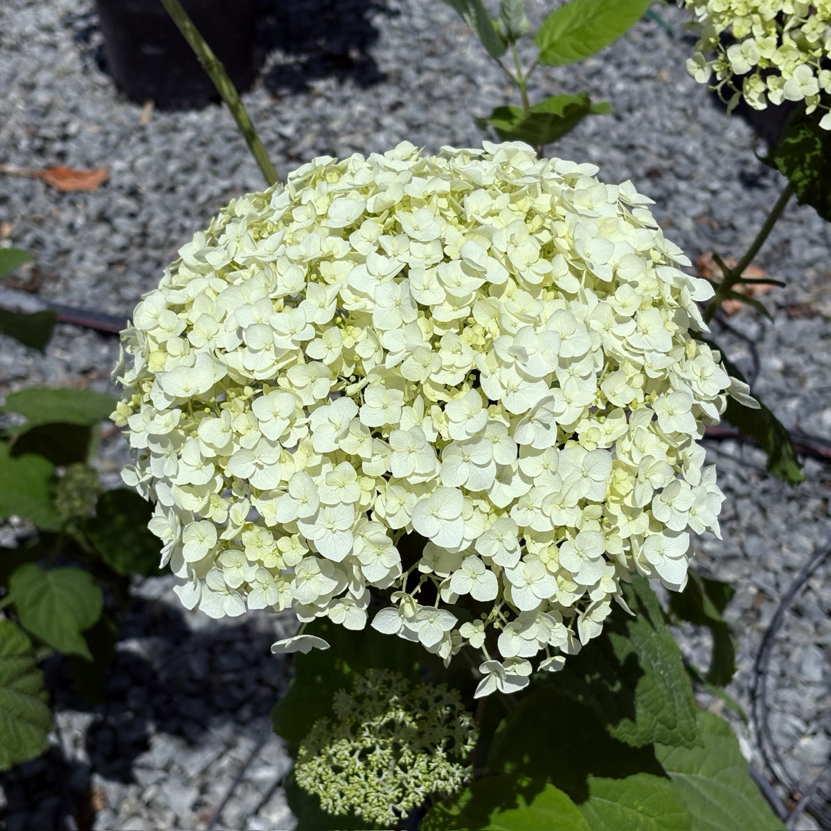 乔木绣球 Incrediball®  Smooth Hydrangea