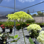 乔木绣球 Incrediball®  Smooth Hydrangea