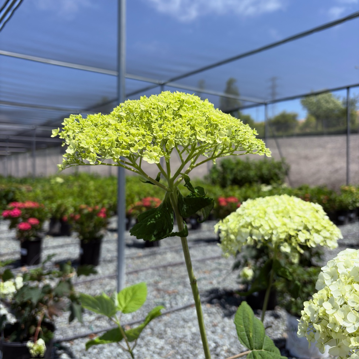 乔木绣球 Incrediball®  Smooth Hydrangea