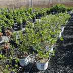 乔木绣球 Incrediball®  Smooth Hydrangea