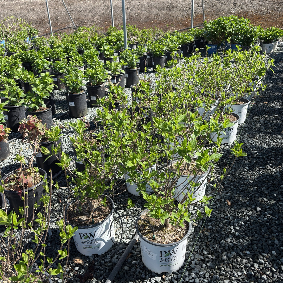 乔木绣球 Incrediball®  Smooth Hydrangea