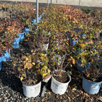 乔木绣球 Incrediball®  Smooth Hydrangea