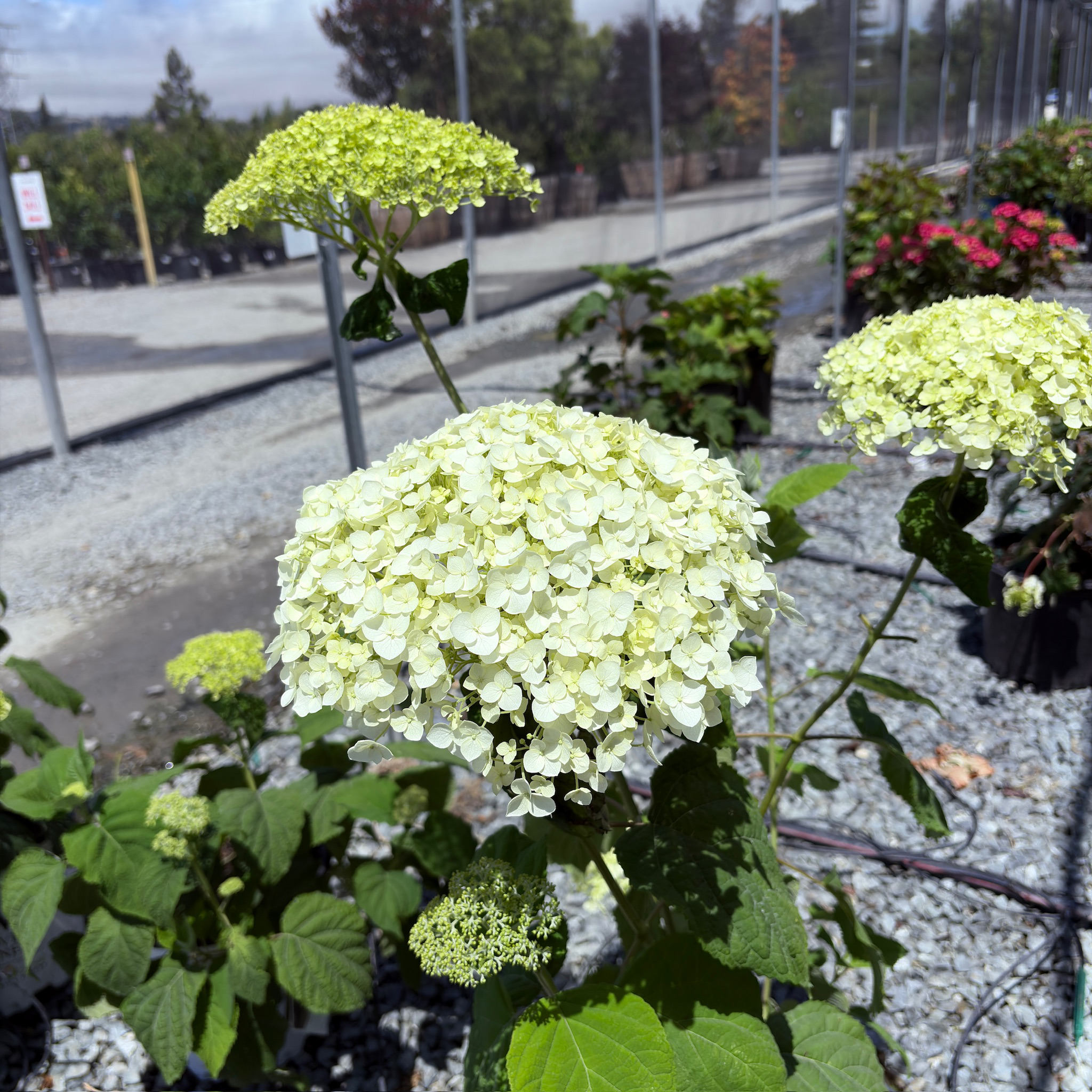 乔木绣球 Incrediball®  Smooth Hydrangea