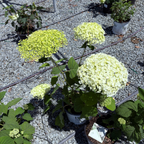 乔木绣球 Incrediball®  Smooth Hydrangea