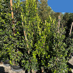 厚叶榕-印度月桂 Indian Laurel Fig