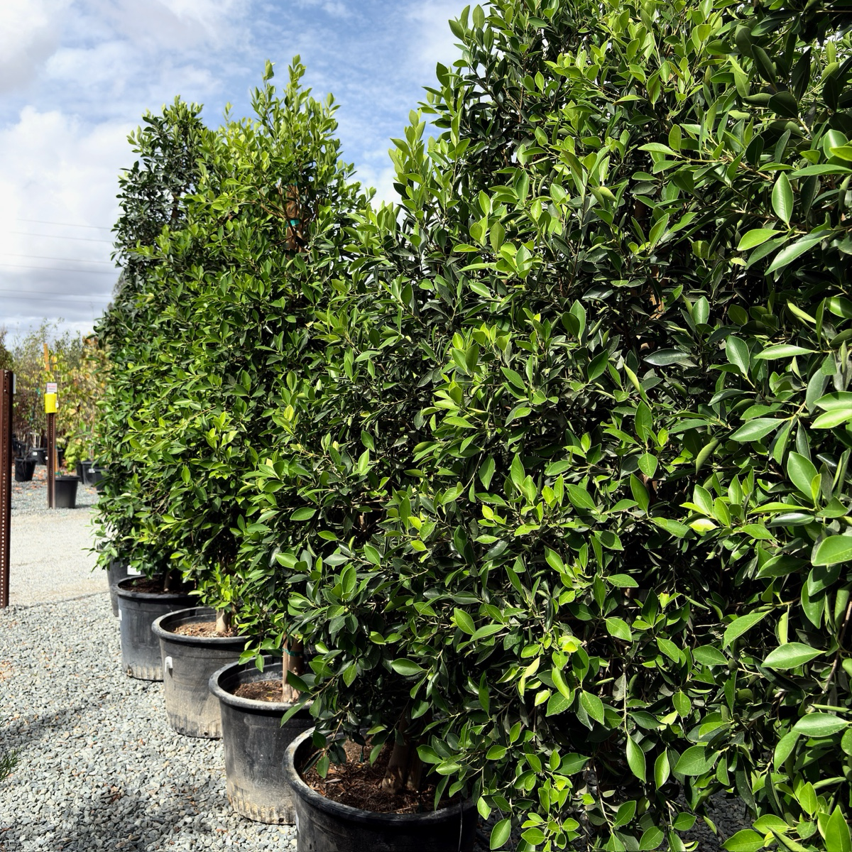 厚叶榕-印度月桂 Indian Laurel Fig