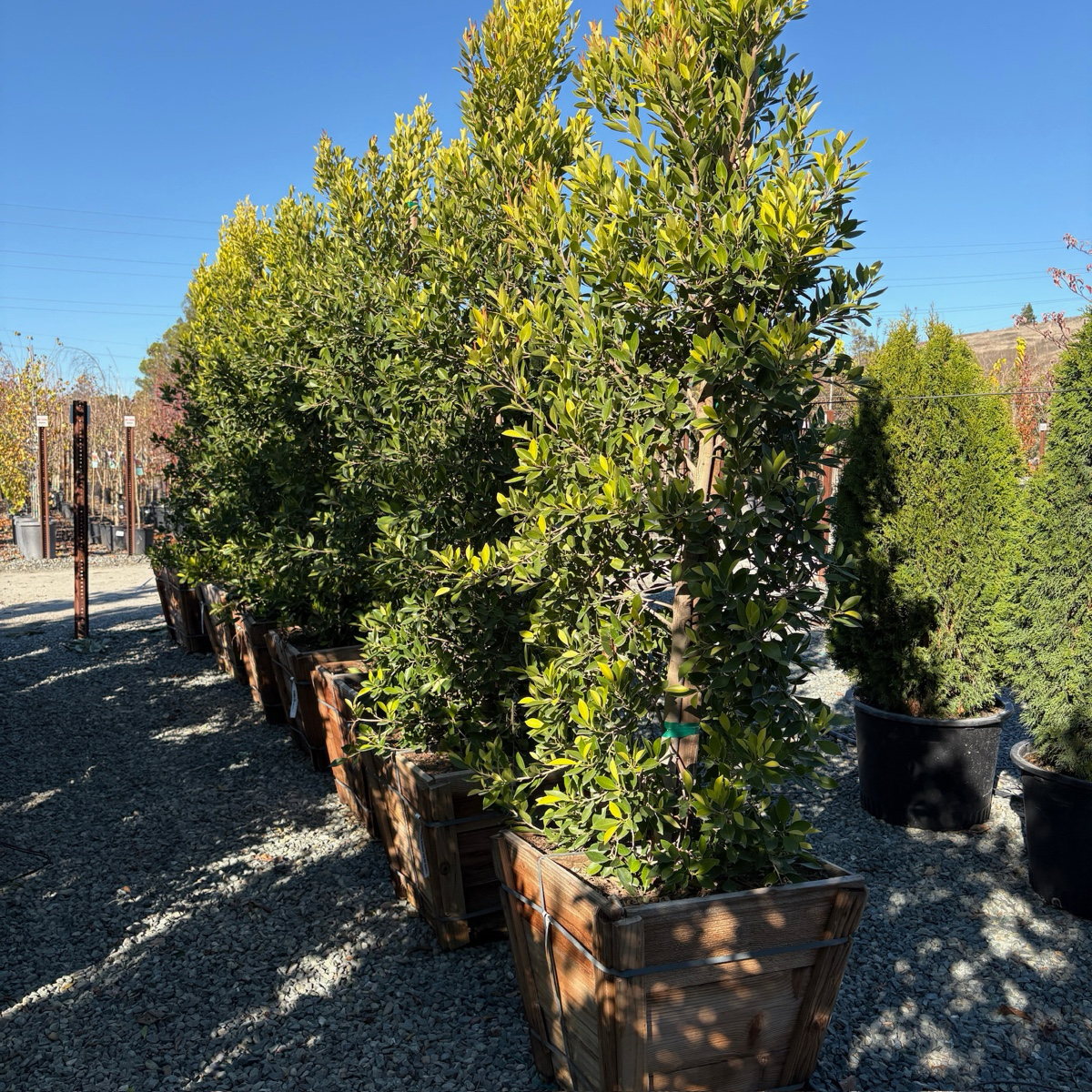 厚叶榕-印度月桂 Indian Laurel Fig